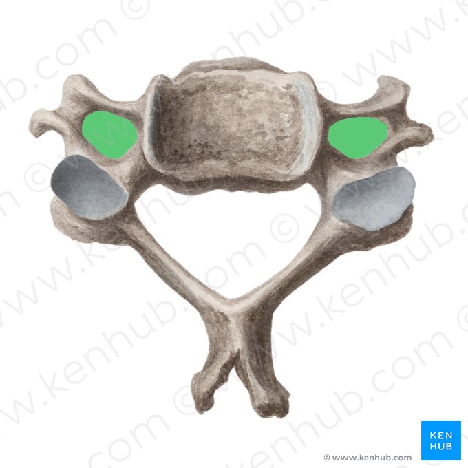 Transverse foramen of vertebra (Foramen transversarium vertebrae); Image: Liene Znotina