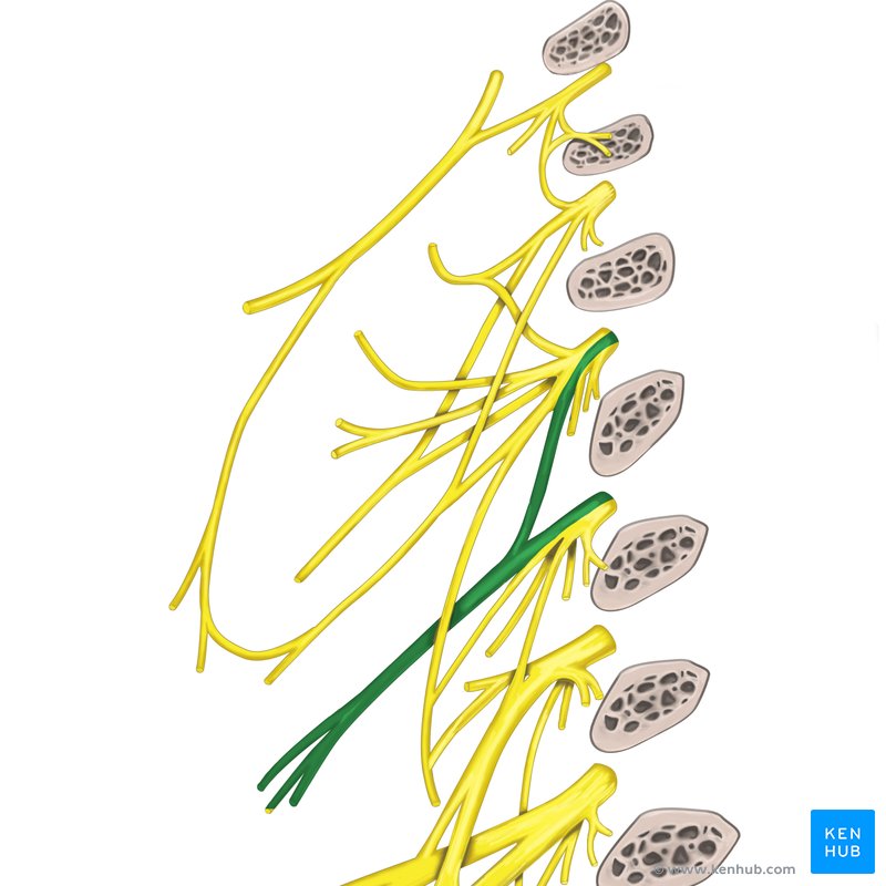 Nervi supraclaviculares Anatomie, Funktion und Klinik Kenhub