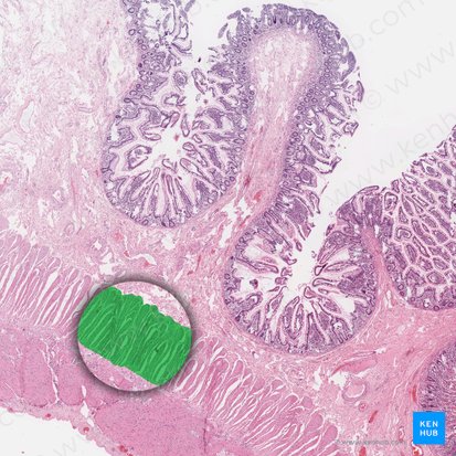 Stratum circulare internum tunicae muscularis (Innere Ringmuskelschicht der Tunica muscularis); Bild: 