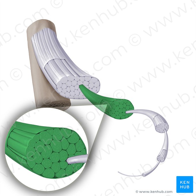 Faisceau de fibres tertiaires (Fasciculus tertiarius); Image : Paul Kim