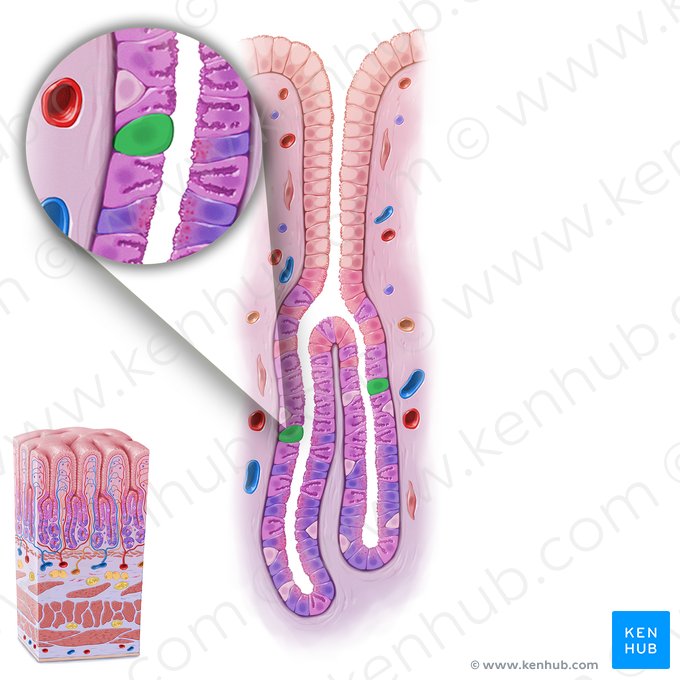Gastrointestinal stem cell (Cellula staminalis gastrointestinalis); Image: Paul Kim