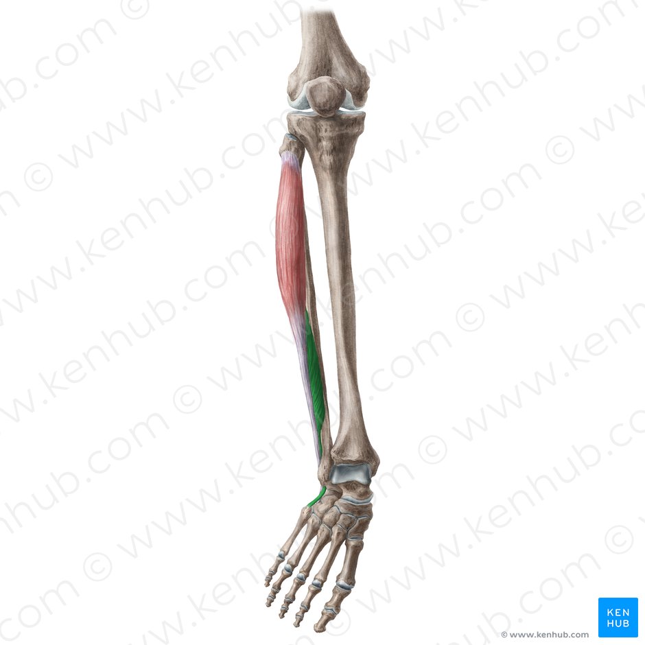 Músculo fibular corto (Musculus fibularis brevis); Imagen: Liene Znotina