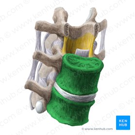 Cuerpo vertebral (Corpus vertebrae); Imagen: Liene Znotina