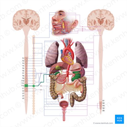 Least thoracic splanchnic nerve (Nervus splanchnicus thoracicus imus); Image: Paul Kim