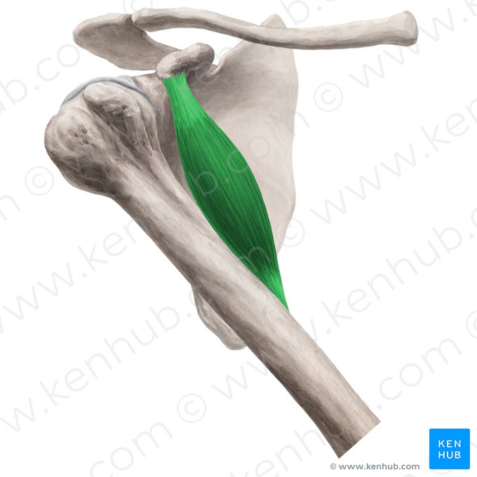 Musculus coracobrachialis (Rabenschnabel-Oberarmmuskel); Bild: Yousun Koh
