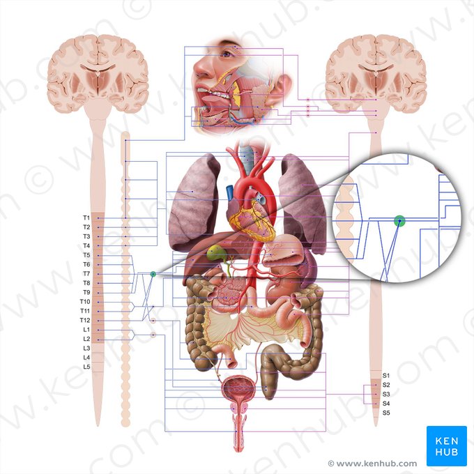 Gânglios celíacos (Ganglia coeliaca); Imagem: Paul Kim