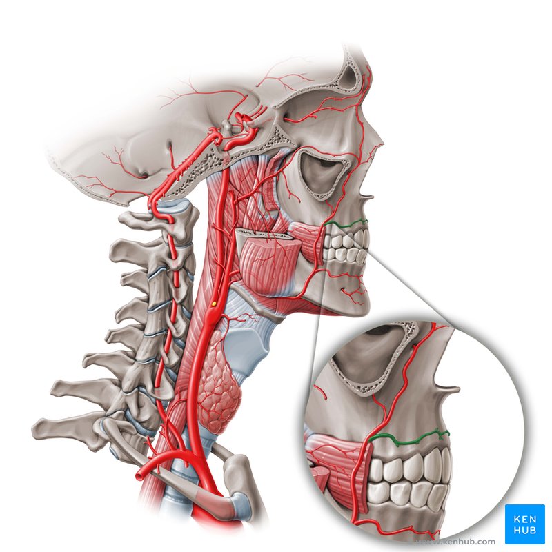 Superior labial artery - lateral-right view