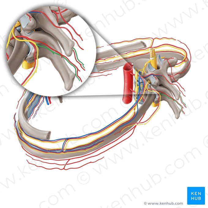 Ramo muscular medial do ramo posterior do nervo espinal (Ramus posterior medialis nervi spinalis); Imagem: Paul Kim