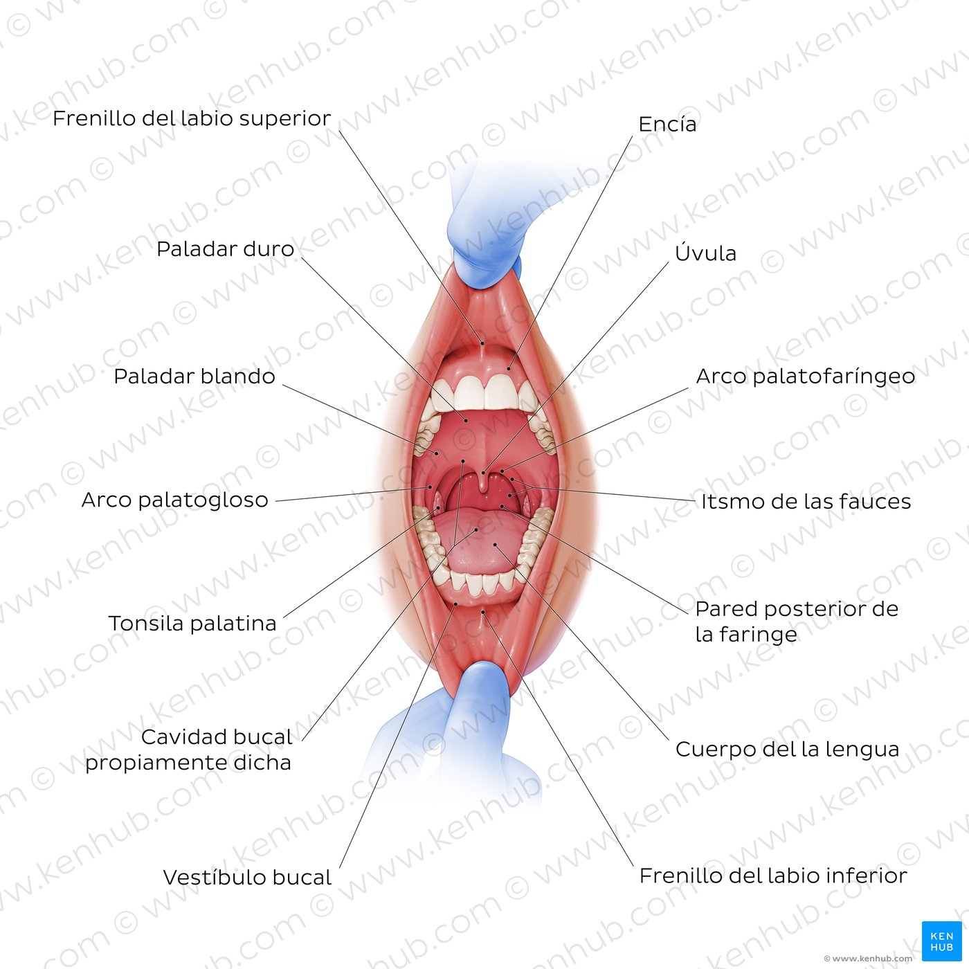 Cavidad oral (vista anterior)
