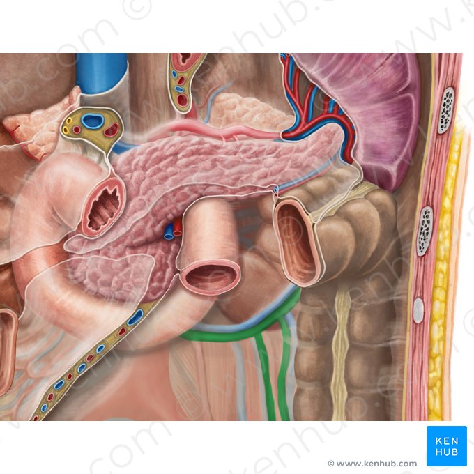 Left colic artery (Arteria colica sinistra); Image: Irina Münstermann