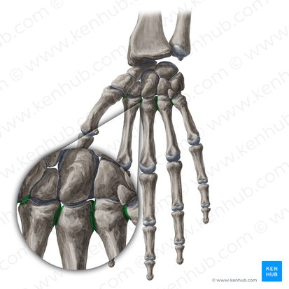 Articulationes intermetacarpeae (Intermetakarpalgelenke); Bild: Yousun Koh