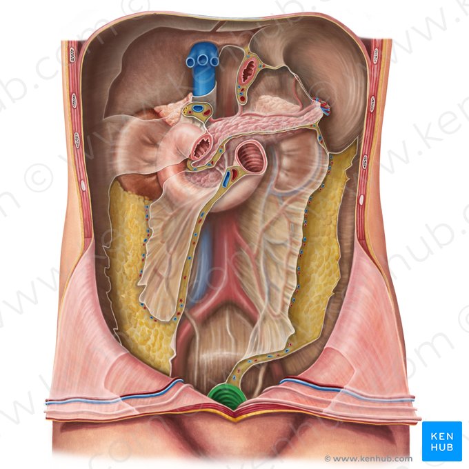 Rectum (Mastdarm); Bild: Irina Münstermann