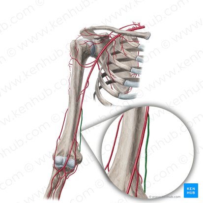 Arteria colateral ulnar superior (Arteria collateralis ulnaris superior); Imagen: Yousun Koh