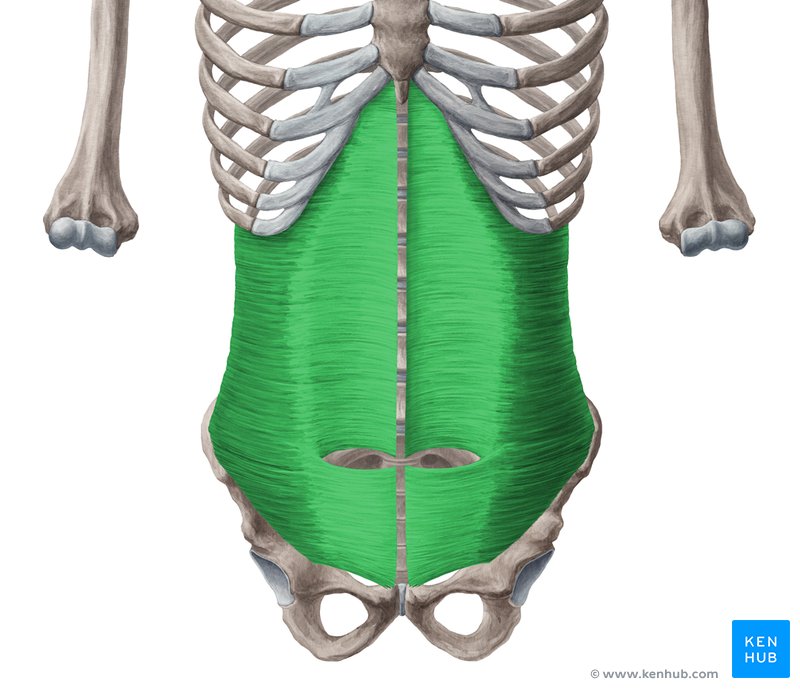 Músculo transverso abdominal (verde) - vista anterior