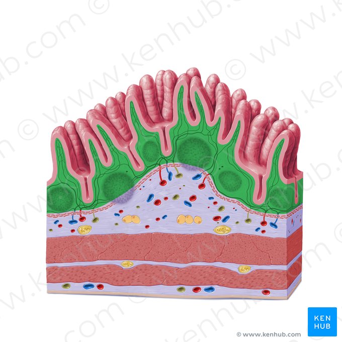 Lámina propia de la mucosa (Lamina propria mucosae); Imagen: Paul Kim