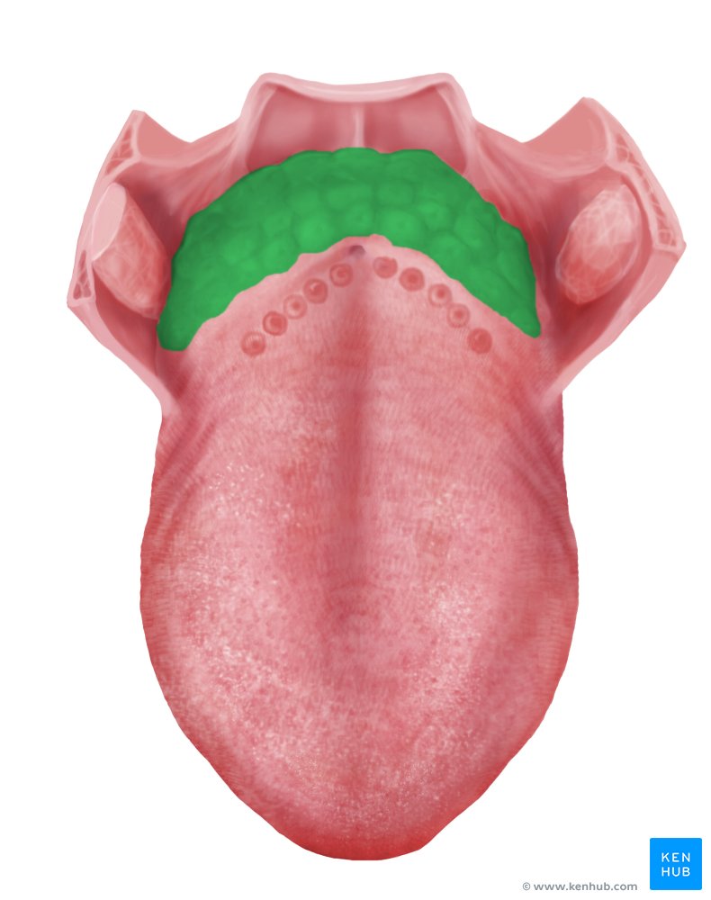 Tonsilas linguais - vista superior (verde)