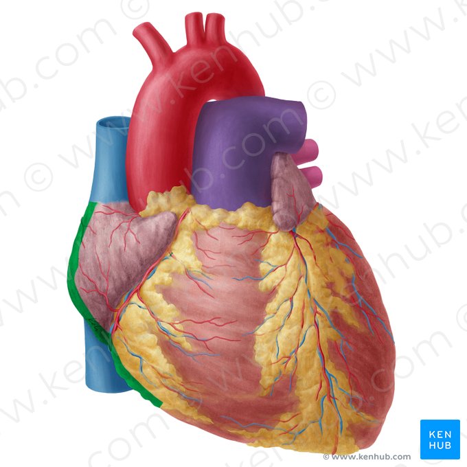 Right border of heart (Margo dexter cordis); Image: Yousun Koh