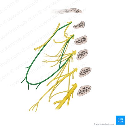 cervical plexus