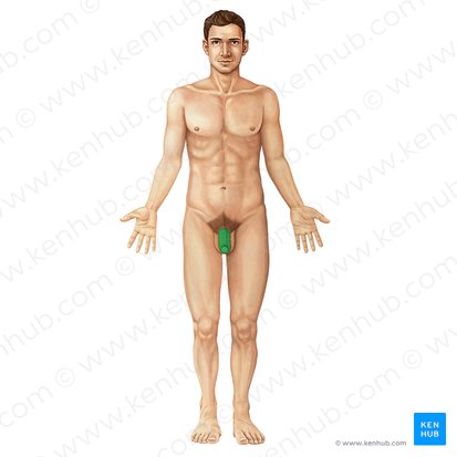 aparato reproductor masculino externo