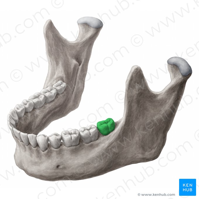 Terceiro molar inferior esquerdo (Dens molaris tertius sinister mandibularis); Imagem: 