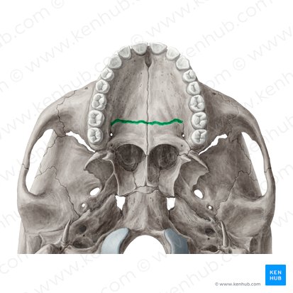 Sutura palatina transversa (Quere Gaumennaht); Bild: Yousun Koh