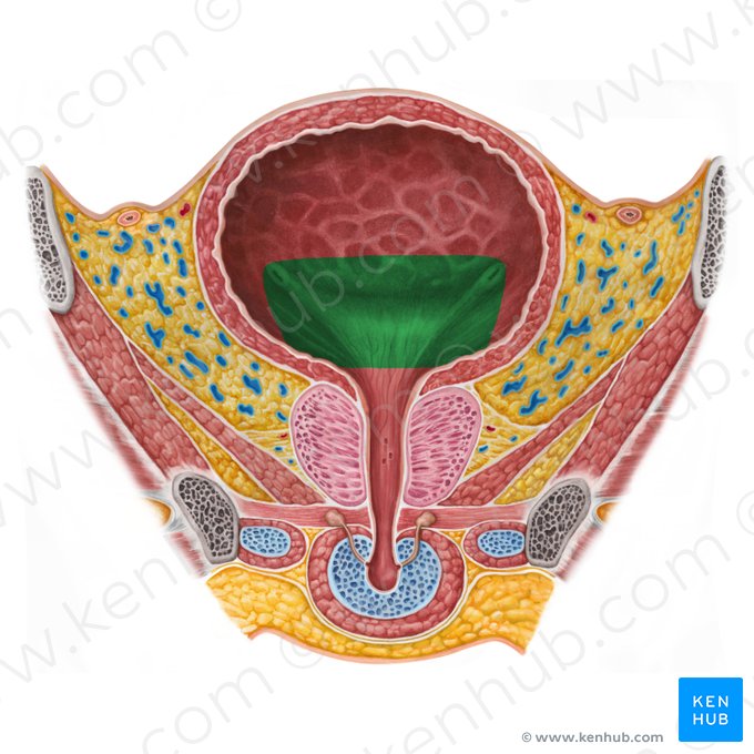 Fundus vesicae urinariae (Fundus der Harnblase); Bild: Irina Münstermann