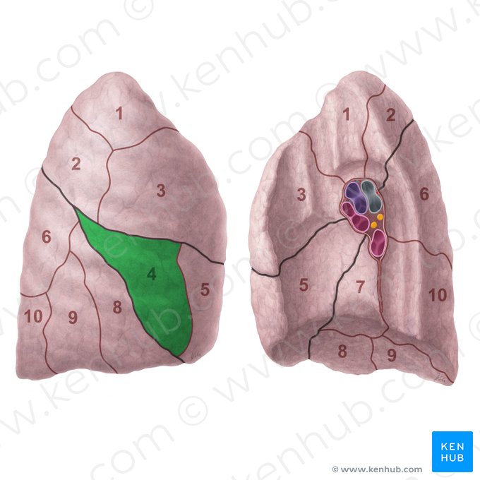 Segmentum laterale pulmonis dextri (Seitliches Segment der rechten Lunge); Bild: Paul Kim