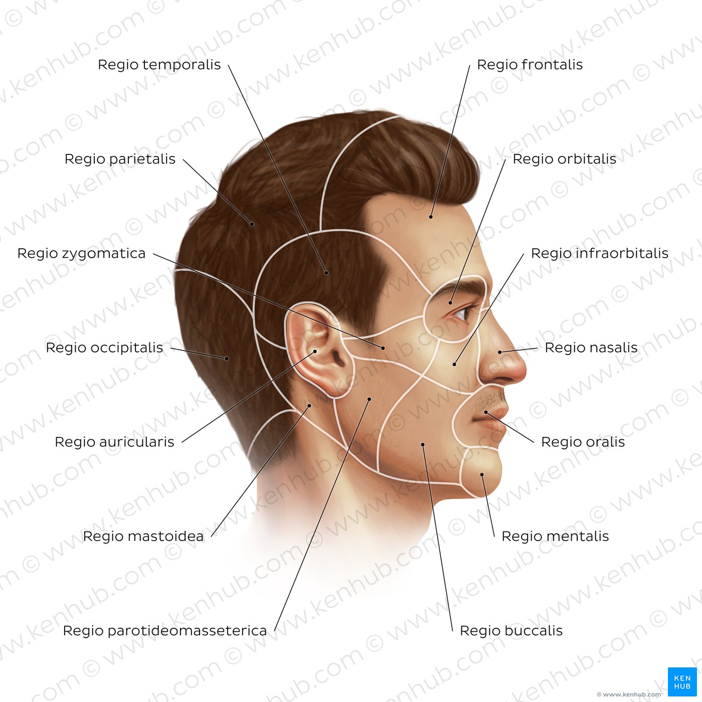 Regions of the face