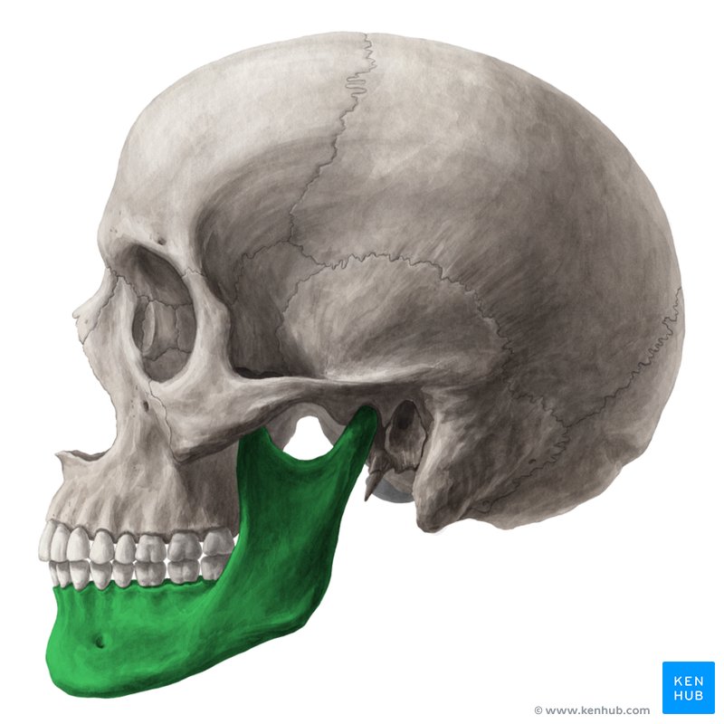 Mandible - lateral view