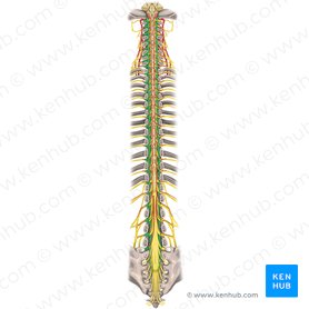 Dura mater of spinal cord (Dura mater spinalis); Image: Rebecca Betts