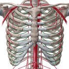 Blood vessels of the thoracic wall