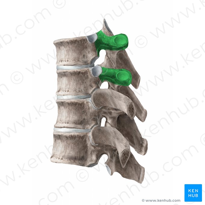 Processo transverso da vértebra (Processus transversus vertebrae); Imagem: Begoña Rodriguez