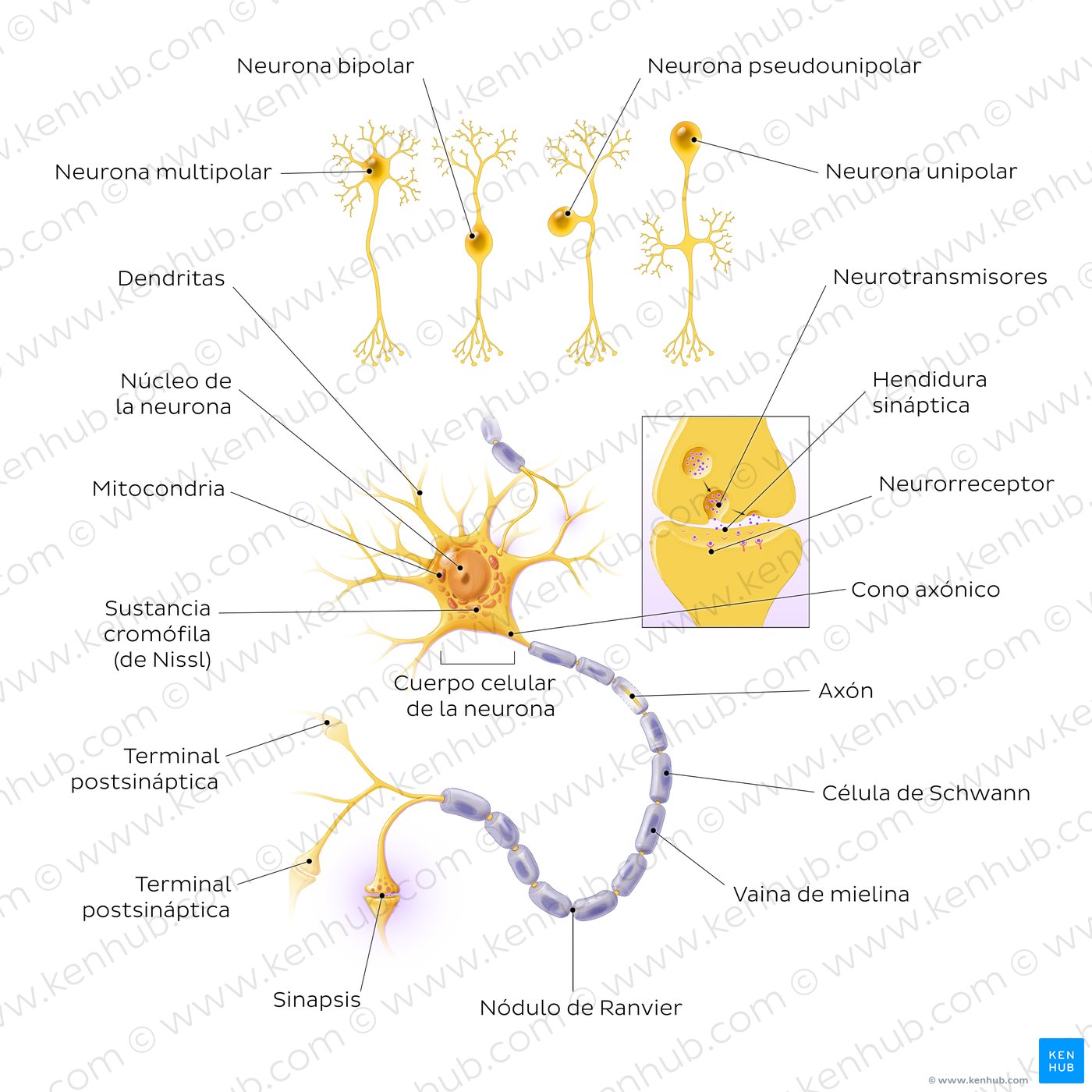 Neuronas: Estructura y tipos