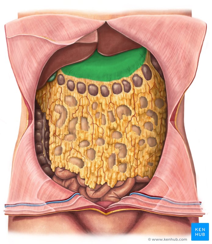 Stomach - ventral view