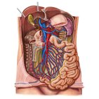 Veias do intestino delgado