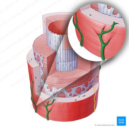 Vasa vasorum of artery (Vasa vasorum arteriae); Image: Paul Kim