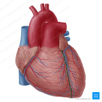 Arteria interventricular anterior (Arteria interventricularis anterior); Imagen: Yousun Koh