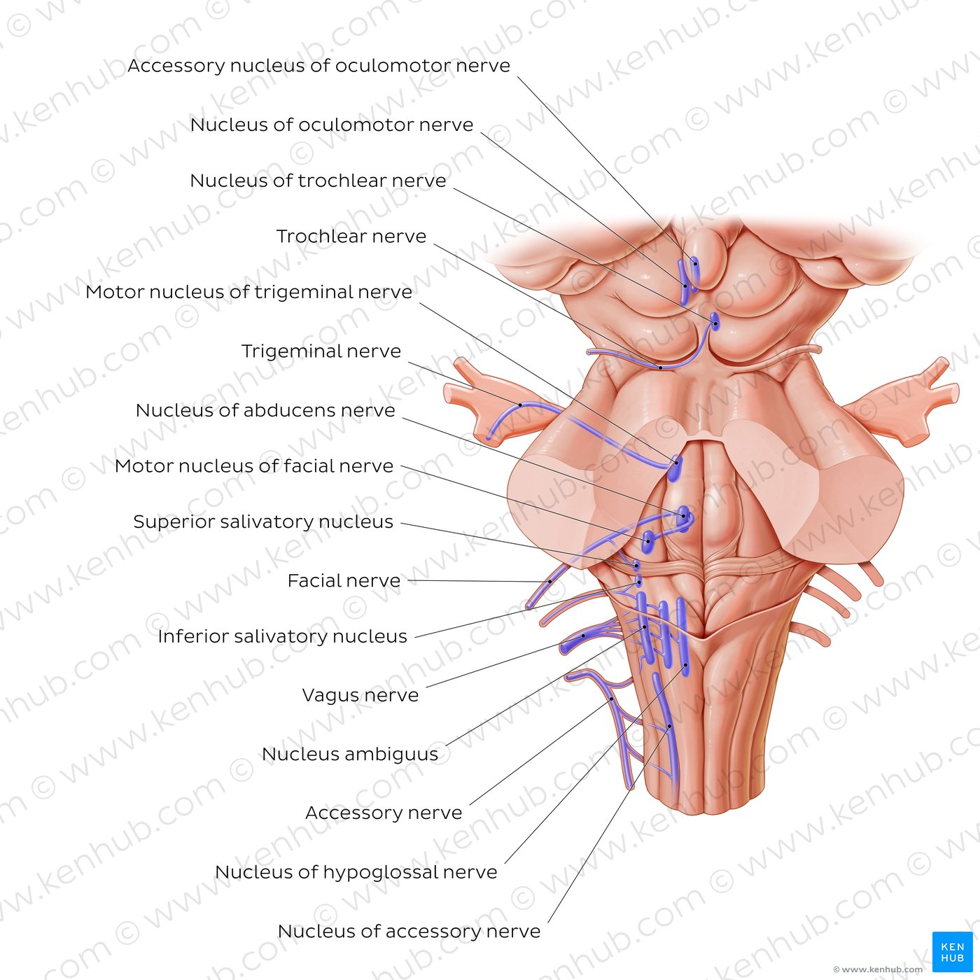 Motor (efferent) cranial nerve nuclei