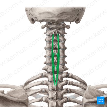 Músculo espinoso cervical (Musculus spinalis cervicis); Imagen: Yousun Koh