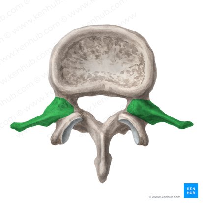 Processo transverso da vértebra lombar (Processus transversus vertebrae lumbalis); Imagem: Liene Znotina