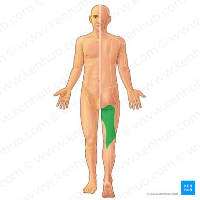 Posterior femoral cutaneous nerve (Nervus cutaneus posterior femoris); Image: Paul Kim