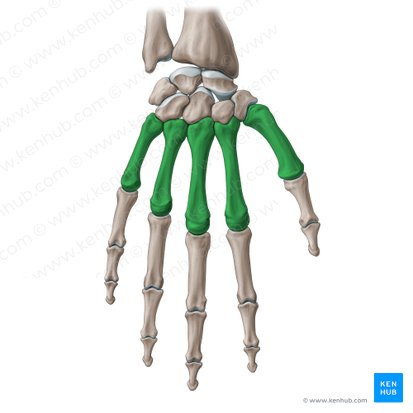 Huesos del metacarpo (Ossa metacarpi); Imagen: Paul Kim