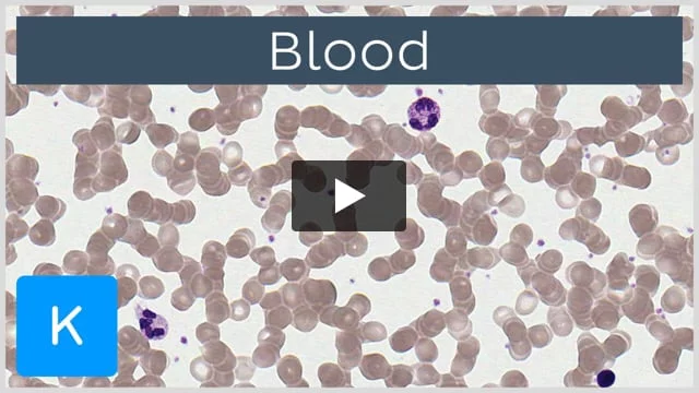 Male vs. Female white blood cells in Cells at Work, because if