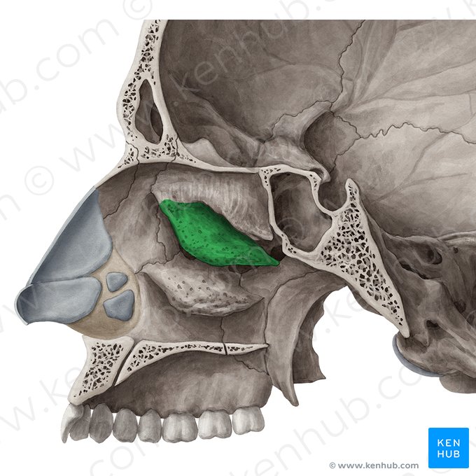 Cornete nasal medio del hueso etmoides (Concha media nasi ossis ethmoidalis); Imagen: Yousun Koh