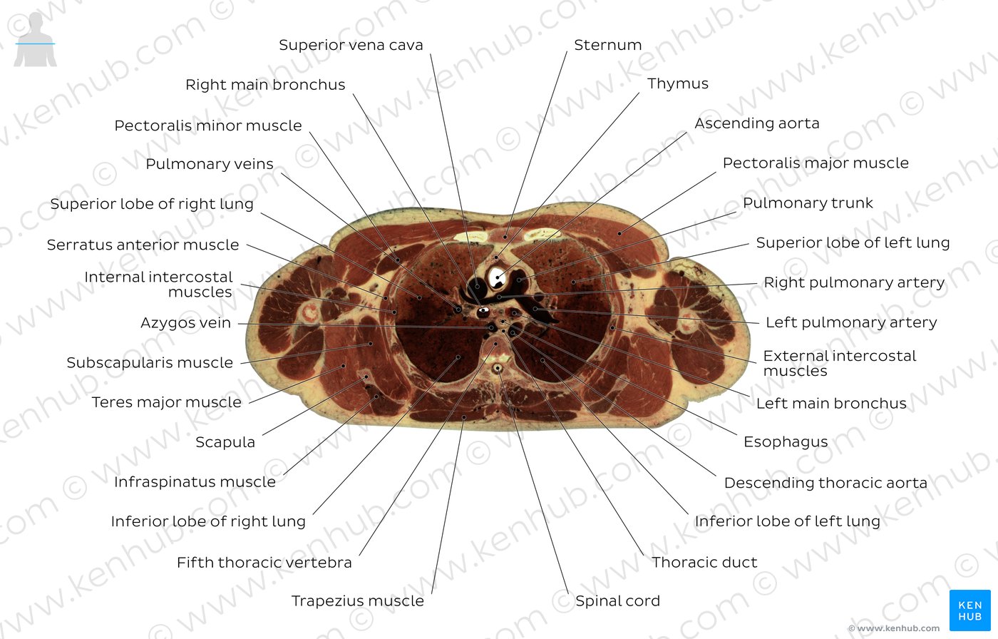 Fifth thoracic vertebra level: Overview