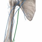 Basilic vein