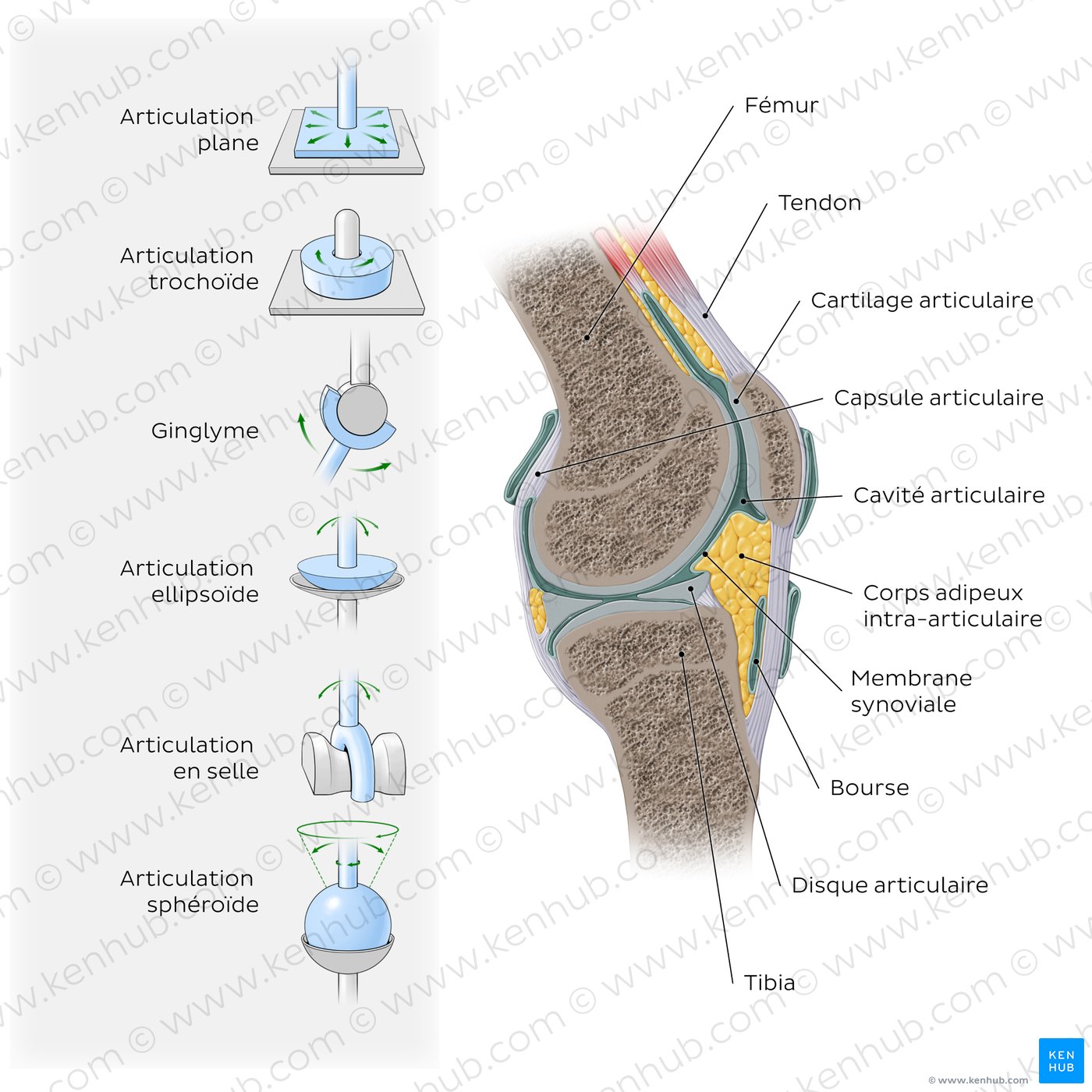 Articulations synoviales : Types et structure