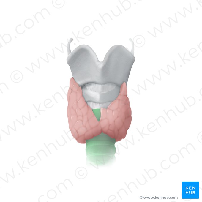 Traqueia (Trachea); Imagem: Begoña Rodriguez