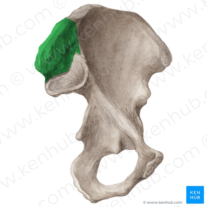 Tuberosidade ilíaca (Tuberositas iliaca); Imagem: Liene Znotina