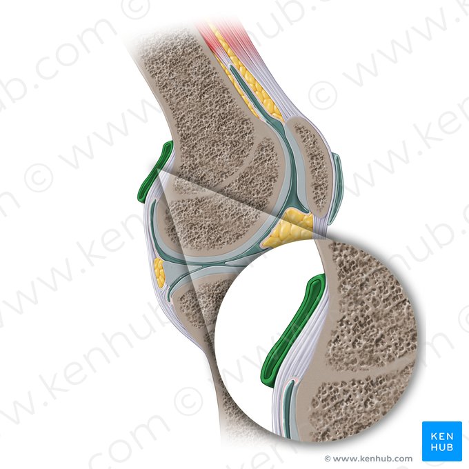 Bursa subtendinosa lateral del músculo gastrocnemio (Bursa subtendinea lateralis musculi gastrocnemii); Imagen: Paul Kim